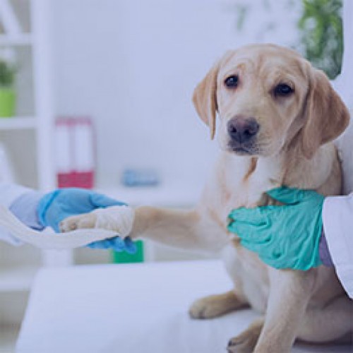 Veterinária